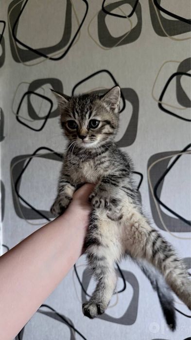 Отдам котенка в хорошие руки