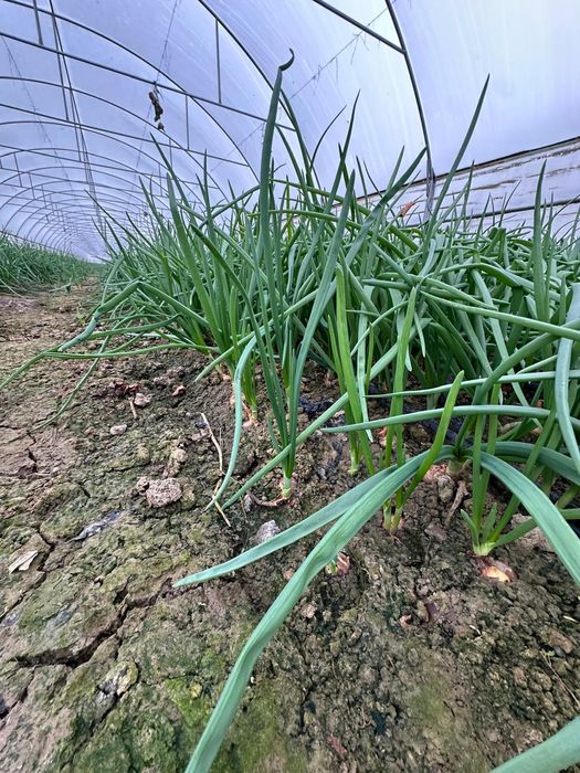 Ceapa verde la kg sau legatura