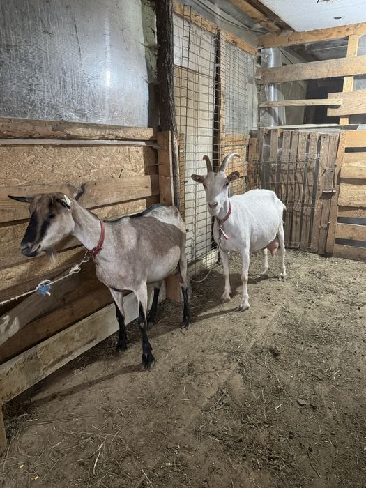 Capre de rasa - Alpina franceza , Zana