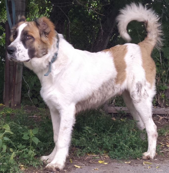 Азиат приглашает на вязку.