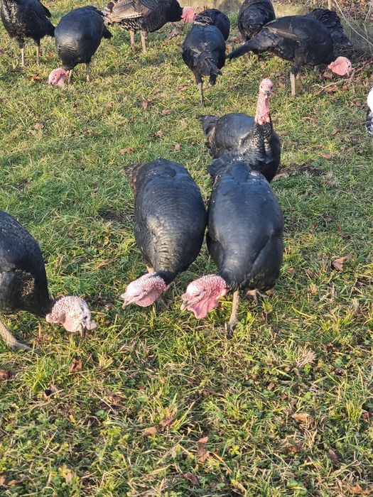 Curcani țărănești de vânzare