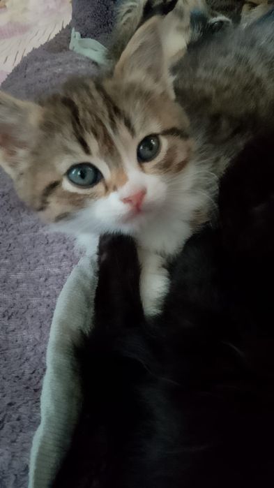 Отдам котят в добрые руки