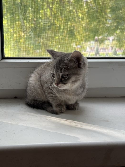 Отдам кошку и котят