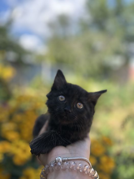 Отдам котёнка в добрые руки