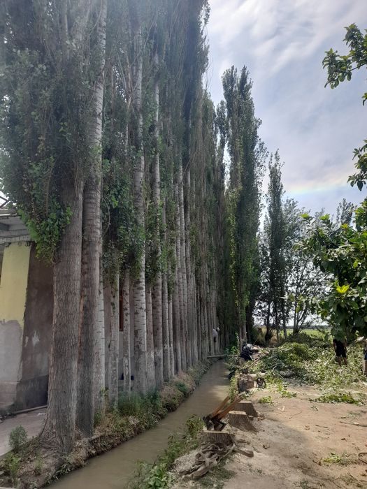 Tere to'sin mahsulotlari