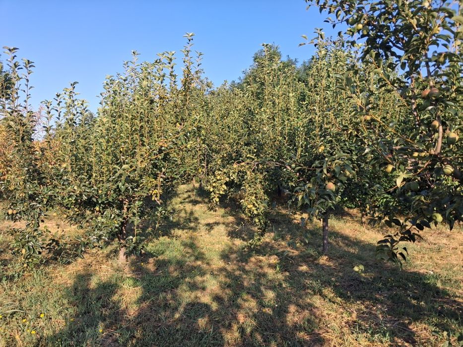 Casă de vânzare, Zimnicea
