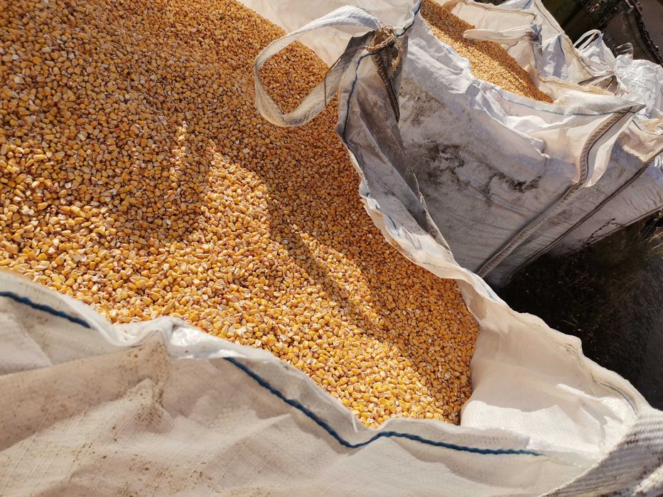 Царевица - Зърно