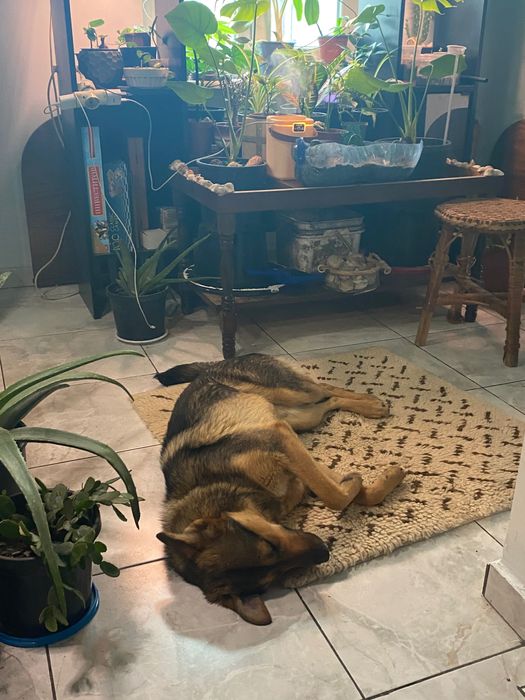 Куче, чисто и много обичливо