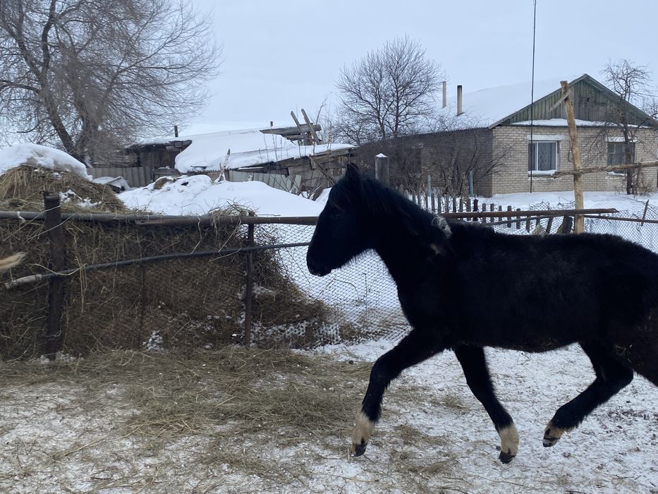 Жеребенок активный,(кобылка)