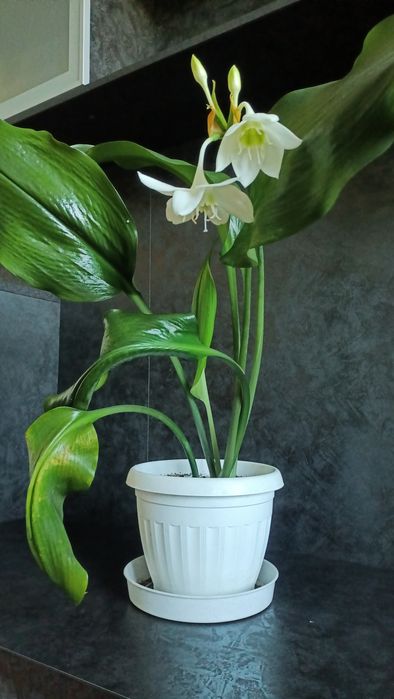 Эухарис (Амазонская лилия)