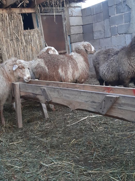 Семіртілген қойлар сатылады