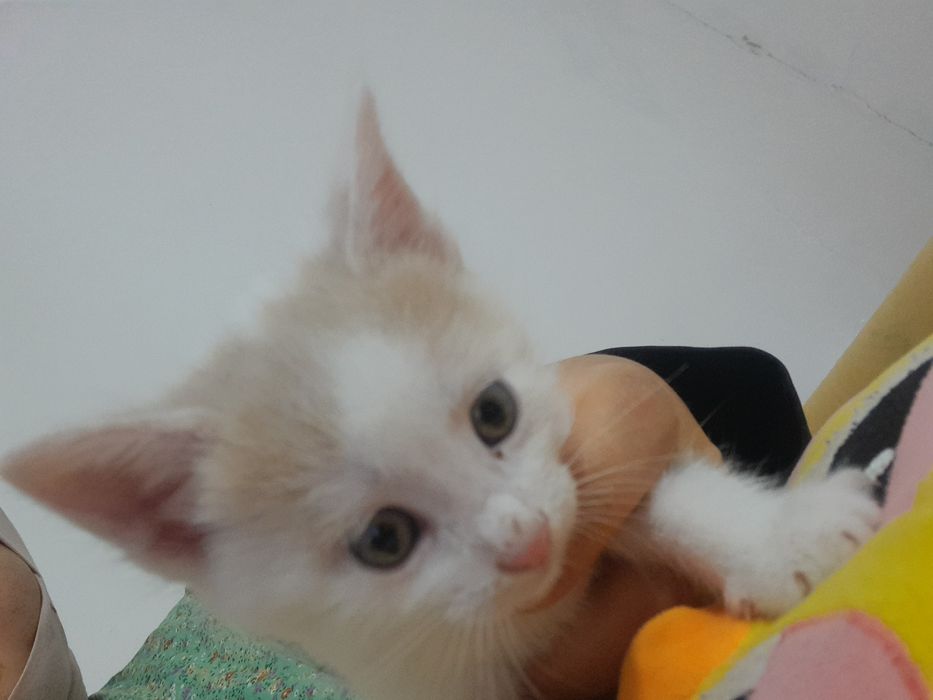Мысықтар /Котята