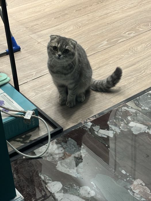 Ищем кота для вязки