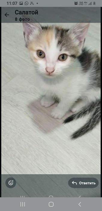 Отдам котёнка мальчика и девочку
