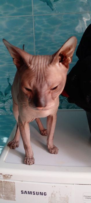 Вязка донской сфинкс