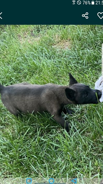 тозза конли малиня