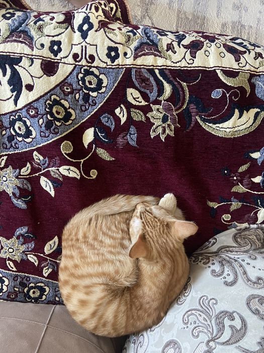Отдам кота в хорошие руки