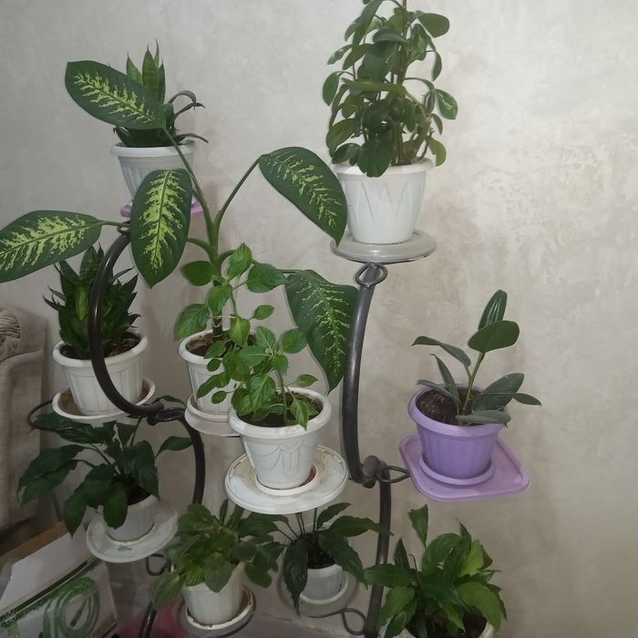 Продам комнатные цветы срочно !