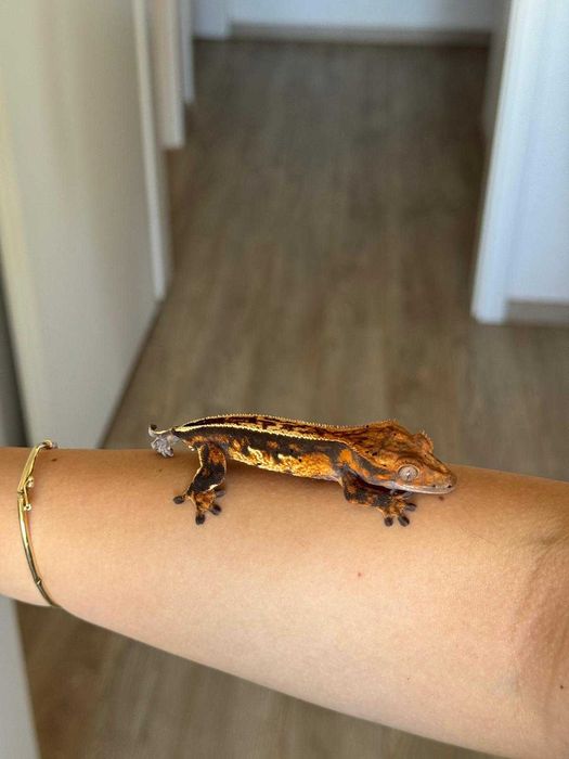 Crested Gecko/ Gecko Crestat