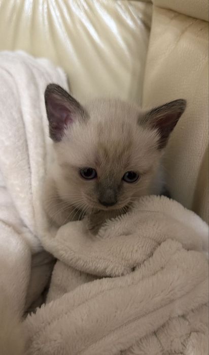 Есть Сиамская кошка