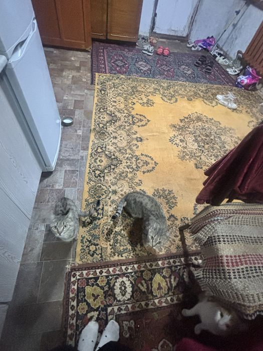 Отдам котят и котов