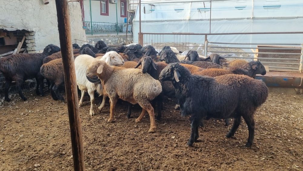 Кучкорлар сотилади .