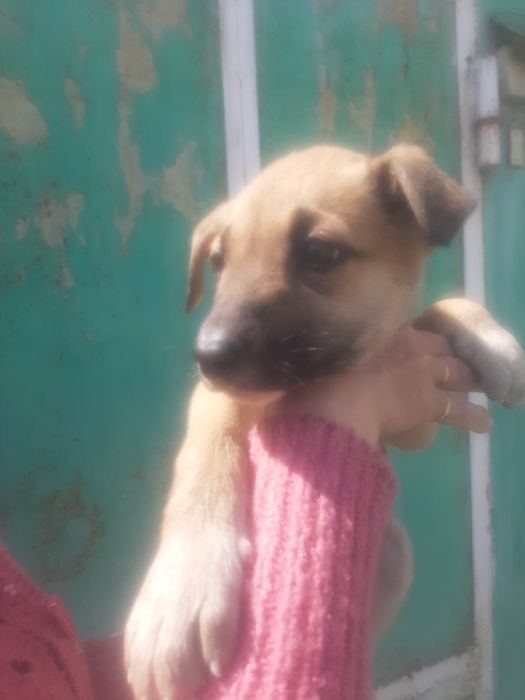 Щенки девочки   возраст  2,5 месяца