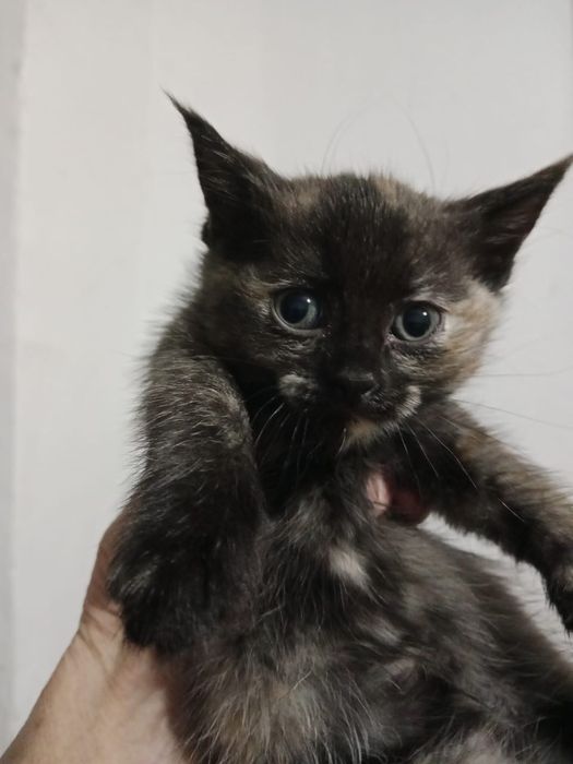 Домашние котята.