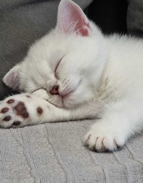 Котята британские БЕЛЫЕ