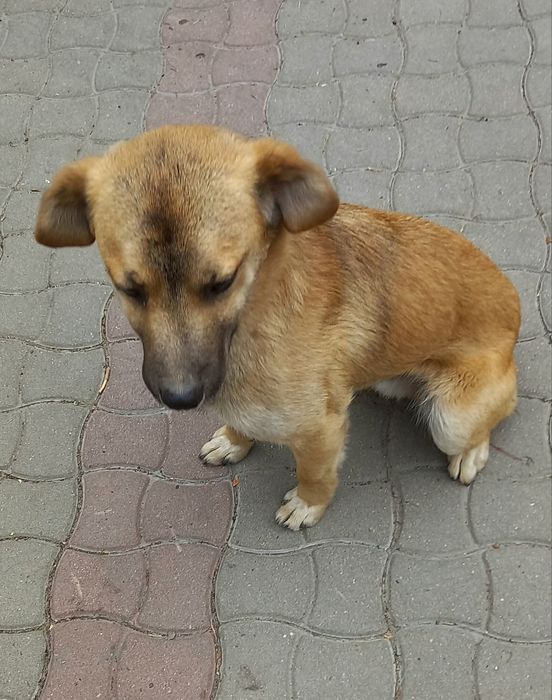 СРОЧНО отдам собаку