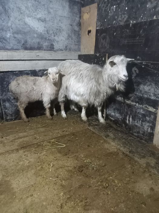 Орыс ешкі Ломанча