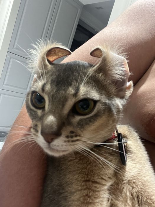 Аббисинская кошка