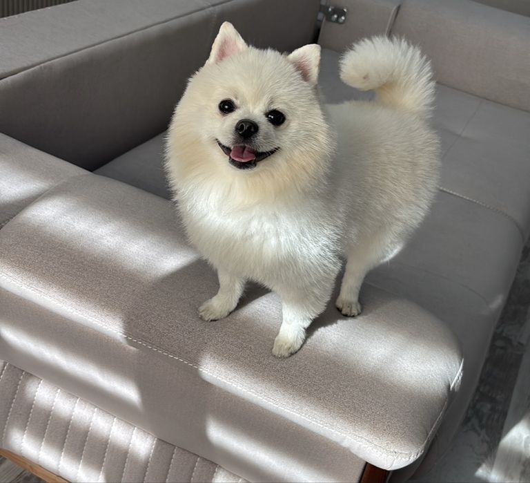 Продам щенка, померанский Шпиц, 2,5 года