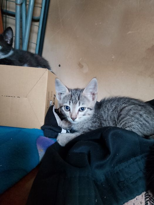 Отдам котят даром