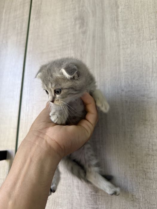 Котенок фолд мальчик девочка есть
