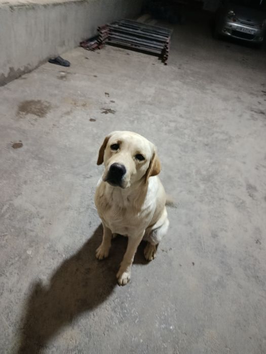 Лабрадор ретривер сотилади