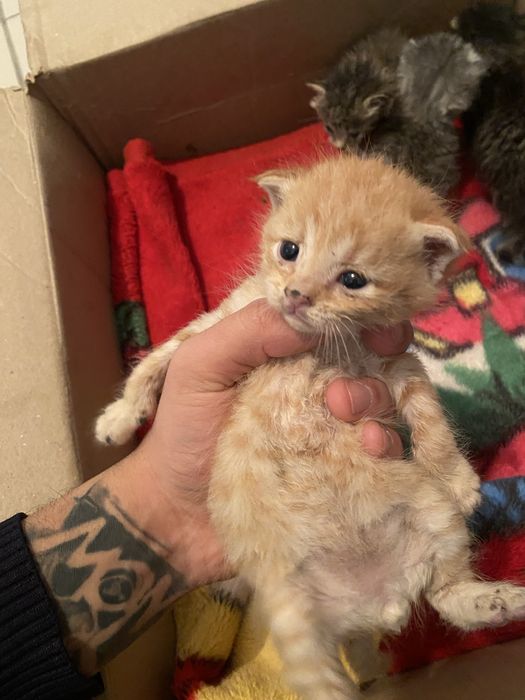 Котенки вислоухие