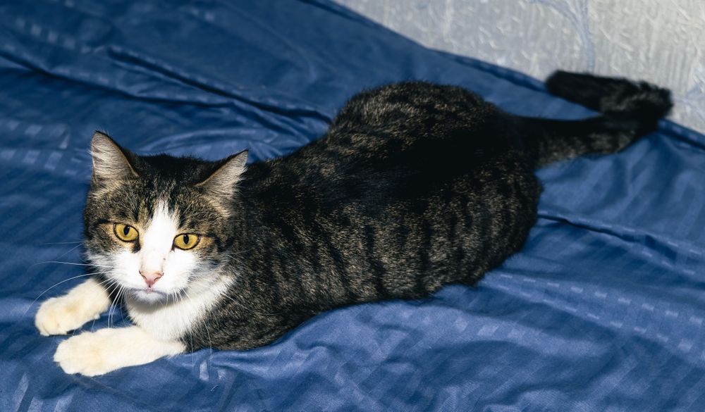 Отдам в хорошие руки