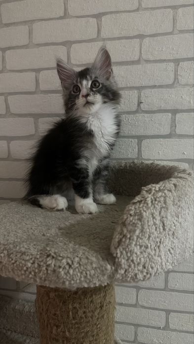 Котики.. Продаются.. С питомника..