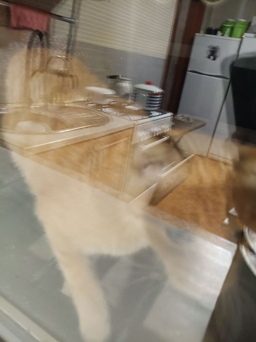 Нашелся рыжий кот