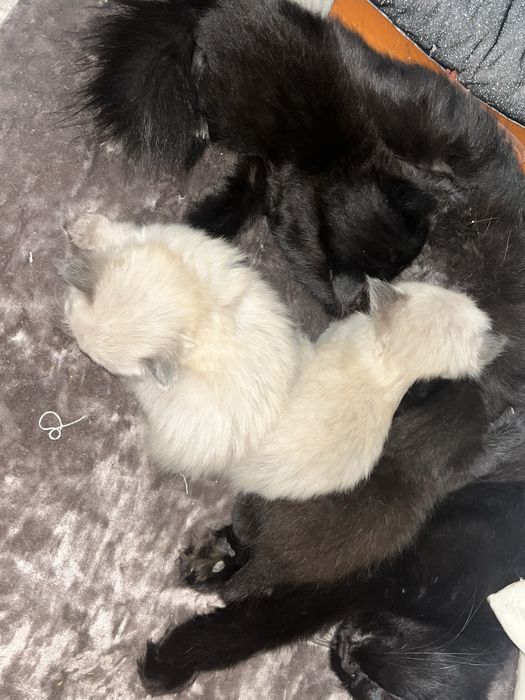 Котята 2 породистые 2 чёрные