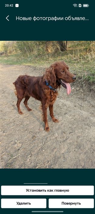 Продам щенка ирландского сеттера охотника