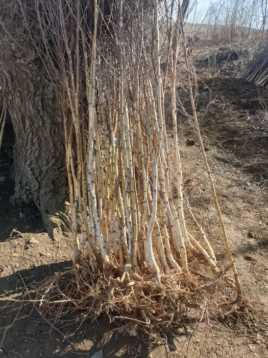 Avem la vânzare puieți de mesteacăn alb