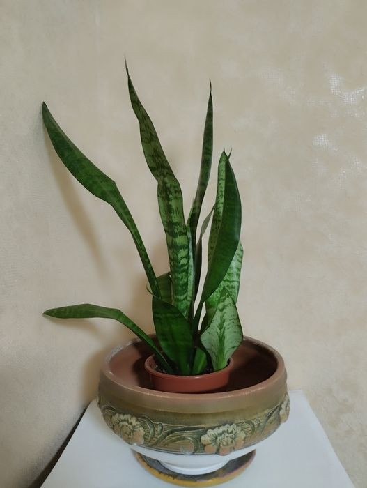 Кодиум, ,Драцены,   другие