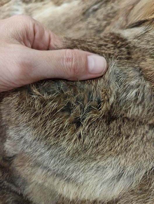 Vesta blana iepure cu guler blana Raton Sfera