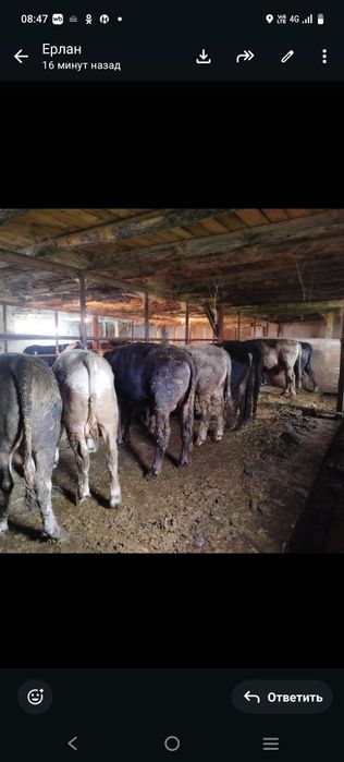 Продам упитанных бычков