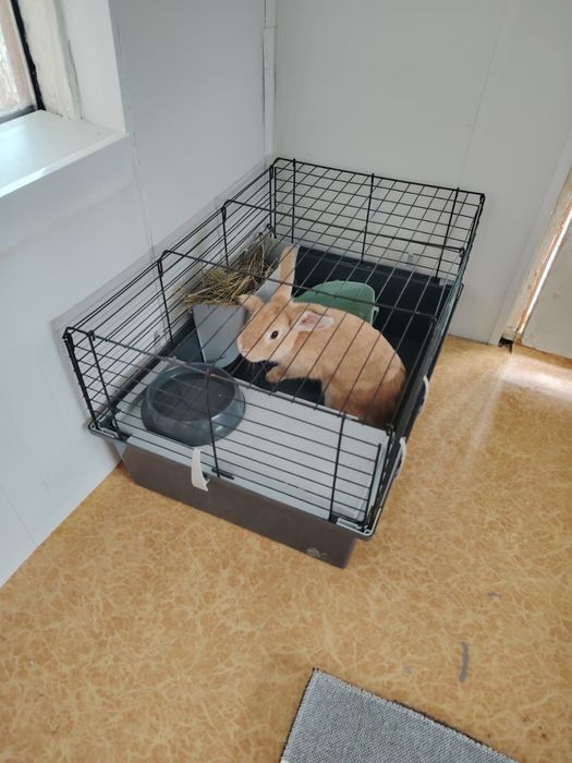 Декоративный кролик