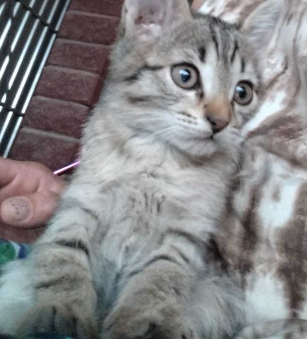 Котята в добрые руки (все мальчики)