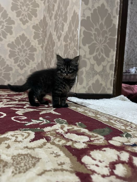 отдам в хорошие руки