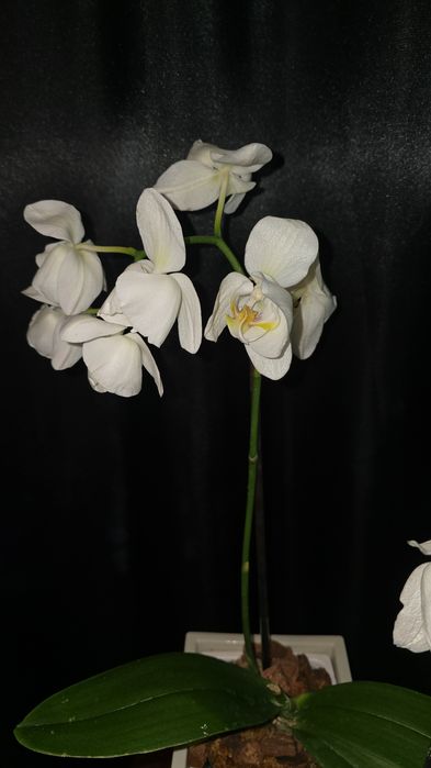 Сортовая орхидея